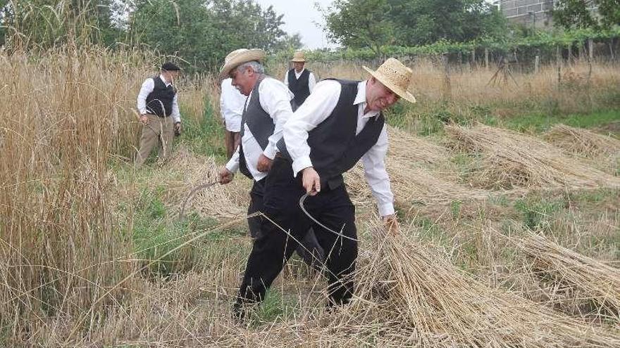 Un grupo de vecinos se afana en los trabajos de la siega. // Iñaki Osorio