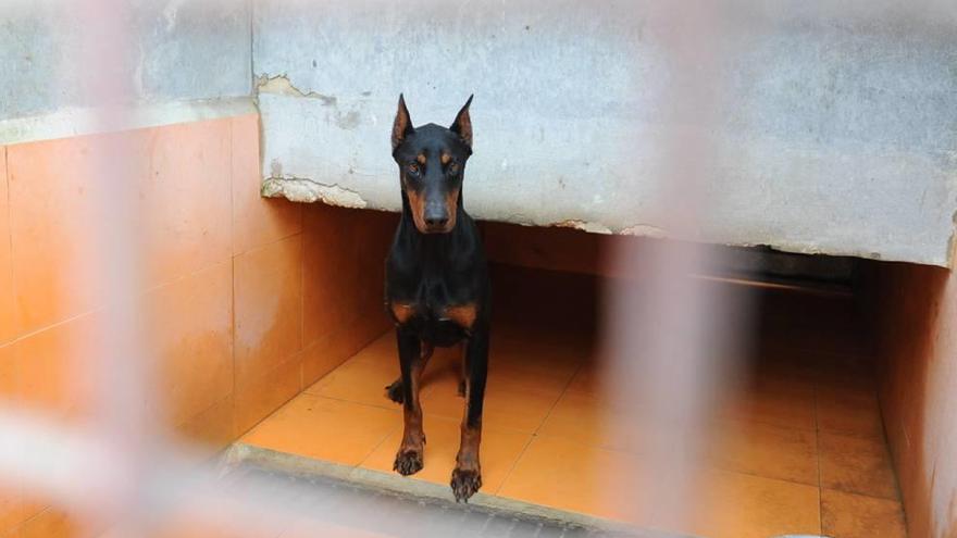 Los perros peligrosos de Murcia ponen al límite el Centro de Zoonosis