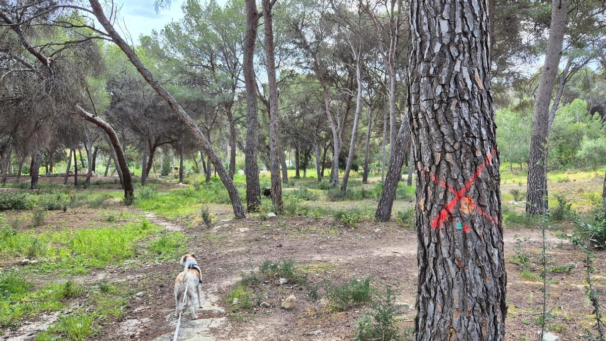 Pino marcado en primer plano.