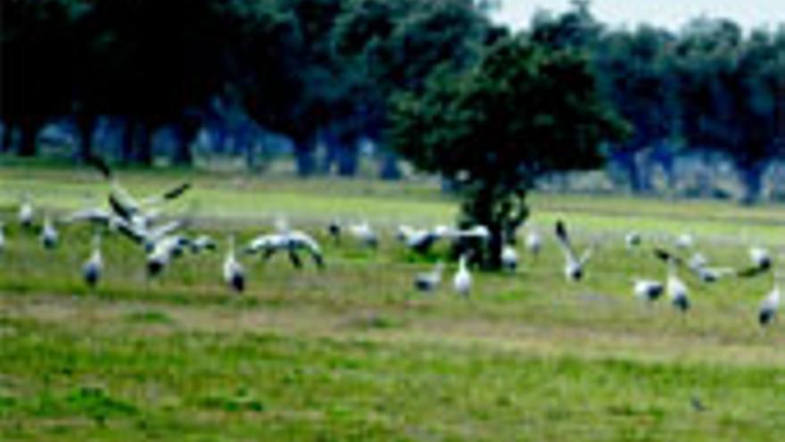 Los ganaderos de la cooperativa Campana La Mata explotarán las cuatro fincas rústicas