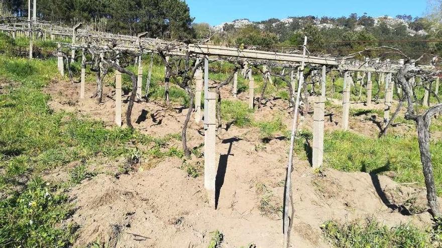 Viñedos de Donón donde se pueden apreciar los agujeros que realizaron los jabalíes. // S.V.