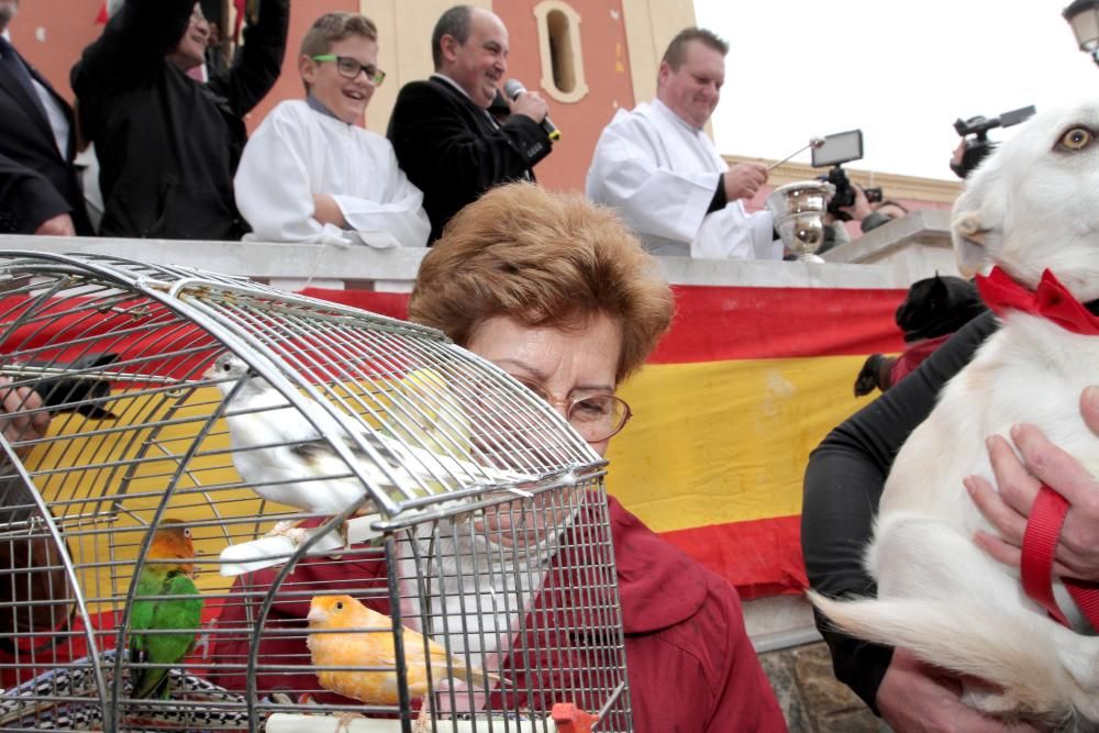 Bendición de los animales en Cartagena