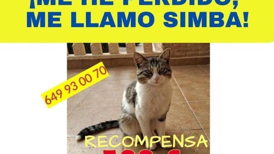 Ofrecen 500 euros de recompensa para localizar a Simba en Murcia