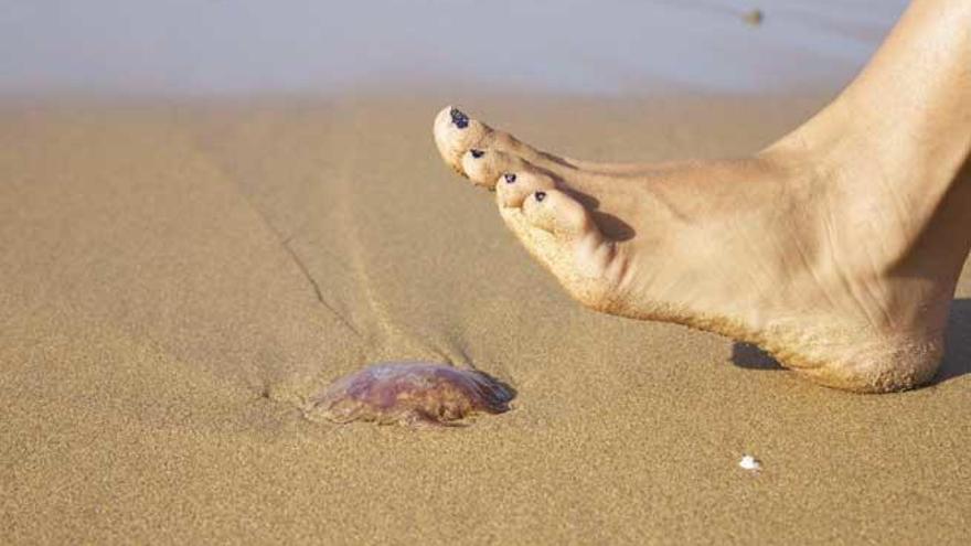 Las medusas pueden estar sobre la superficie de la playa.