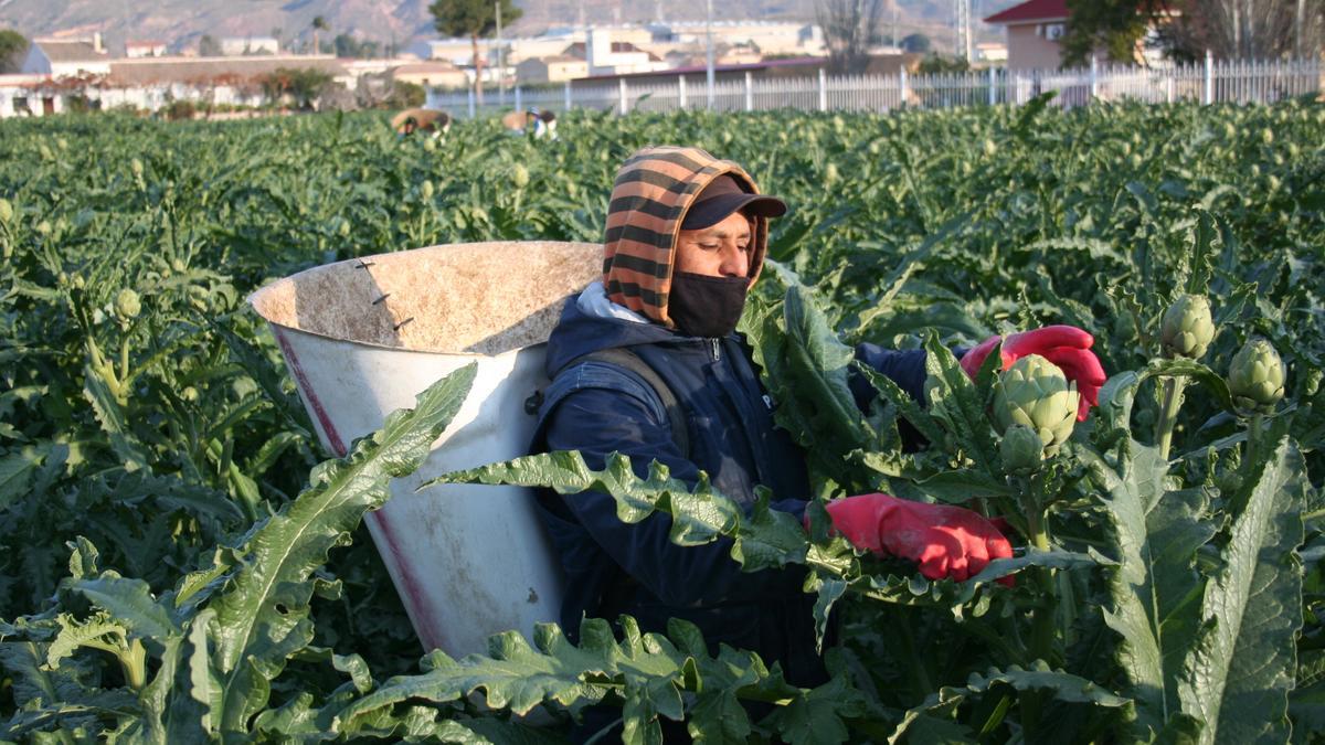 Un trabajador recolectando alcachofa en una explotación agrícola de la pedanía lorquina de Tercia, este invierno.