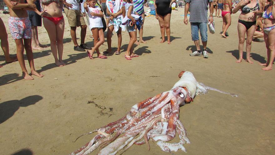 Aparece un calamar gigante  en la  playa del Sablón, Llanes