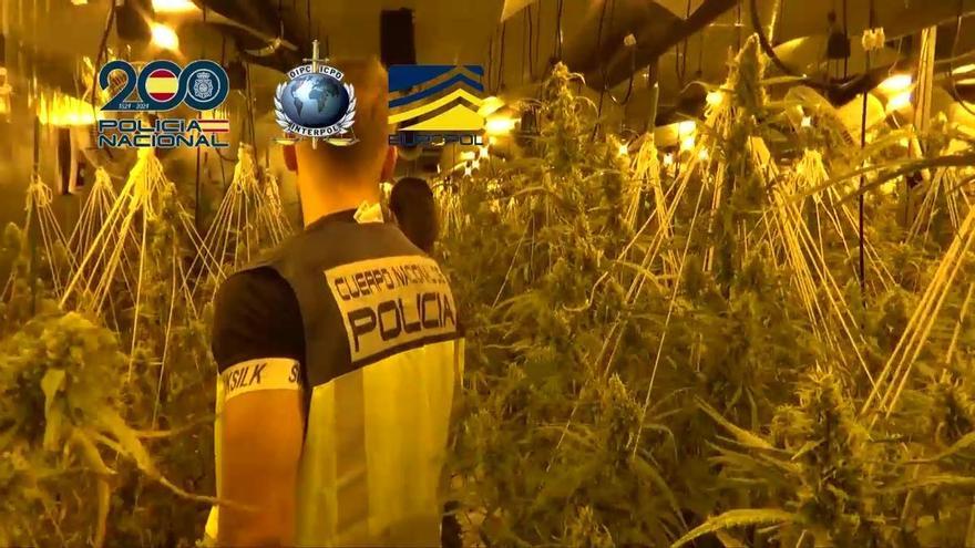 Esclavos de la marihuana: las mafias reclutan a víctimas de trata para trabajar en los cultivos