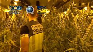 Imagen de la operación de Policía Nacional contra la marihuana.