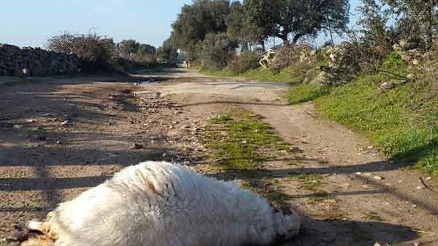 Oveja muerta por los lobos en un camino de Gáname.