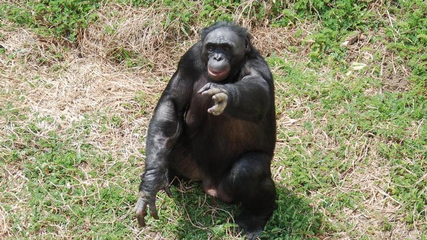 Los simios imaginan y saben fingir, una capacidad que hasta ahora se creía exclusivamente humana