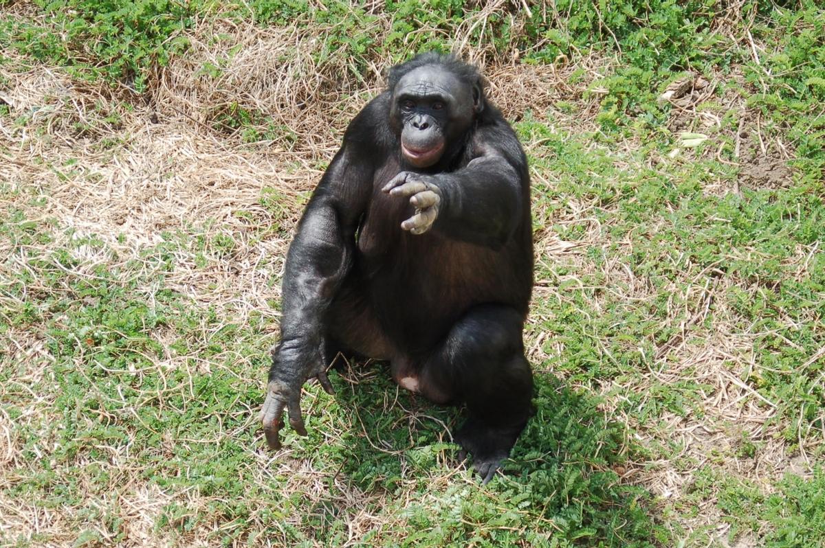 El bonobo Kanzi interactuando con un humano.
