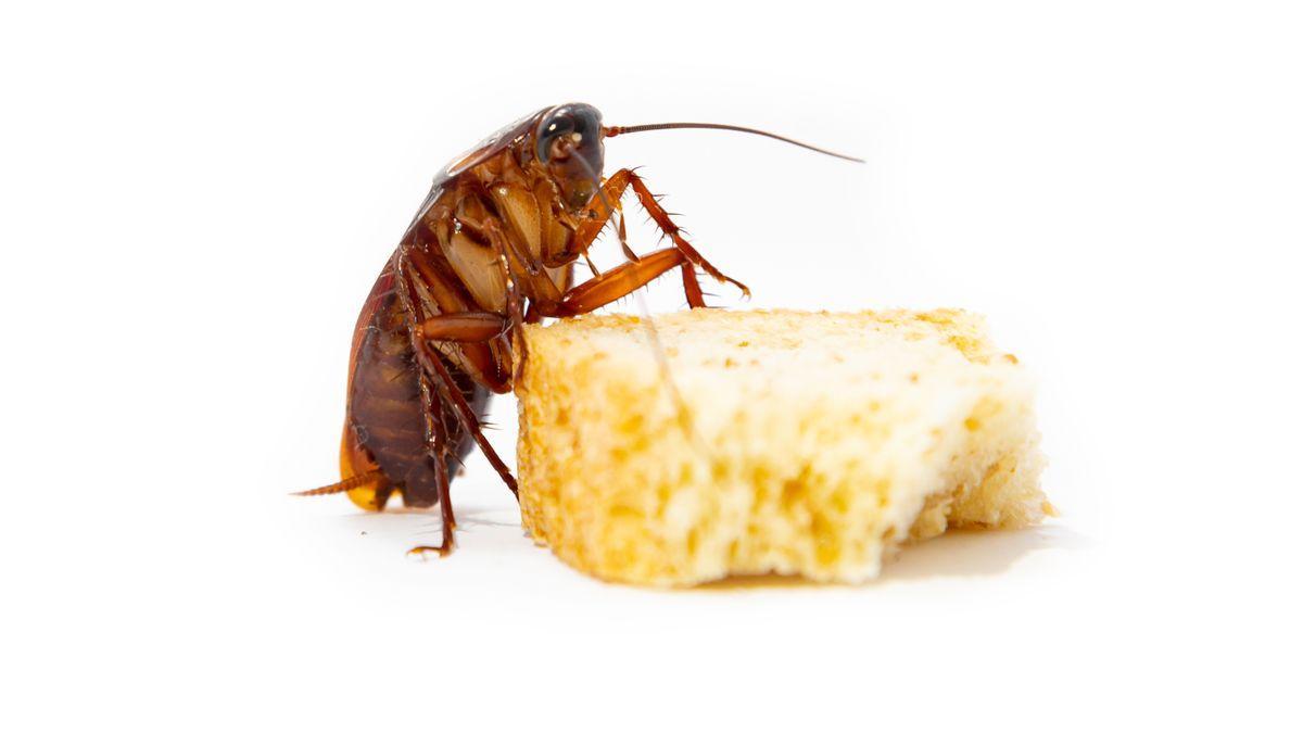 Blattodea | Trucos caseros para evitar las cucarachas en casa