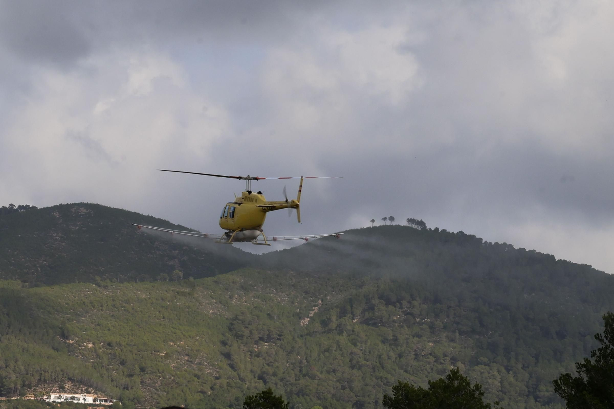 Mira aquí todas las fotos del inicio de la fumigación contra la procesionaria en Ibiza