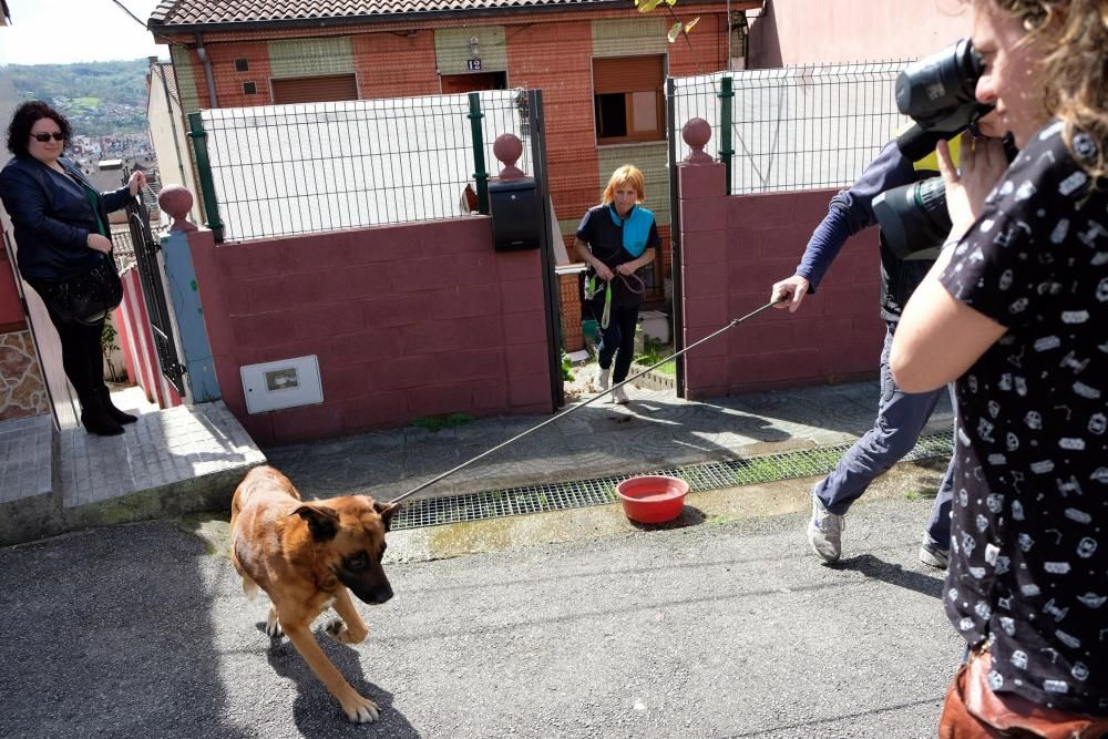 Rescate de los perros de la mujer que convivió varios días con su hijo muerto en La Felguera