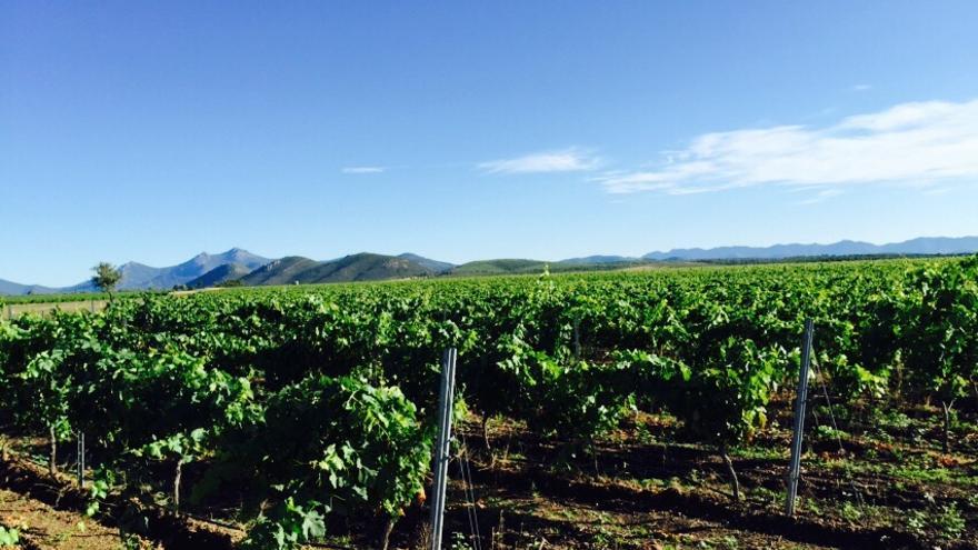 Viñedos de Bodegas Ruiz Torres en Cañamero.