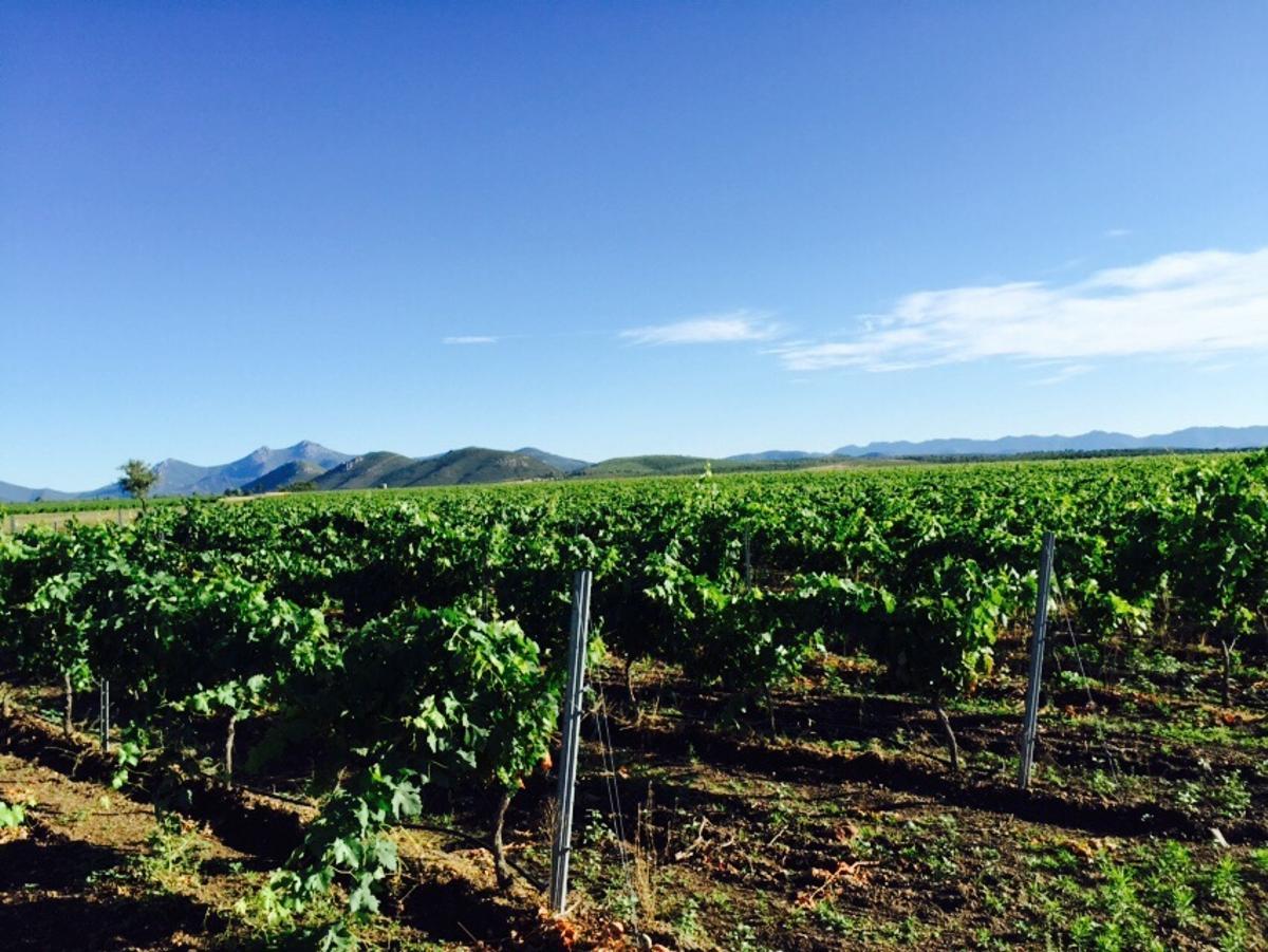 Viñedos de Bodegas Ruiz Torres en Cañamero.