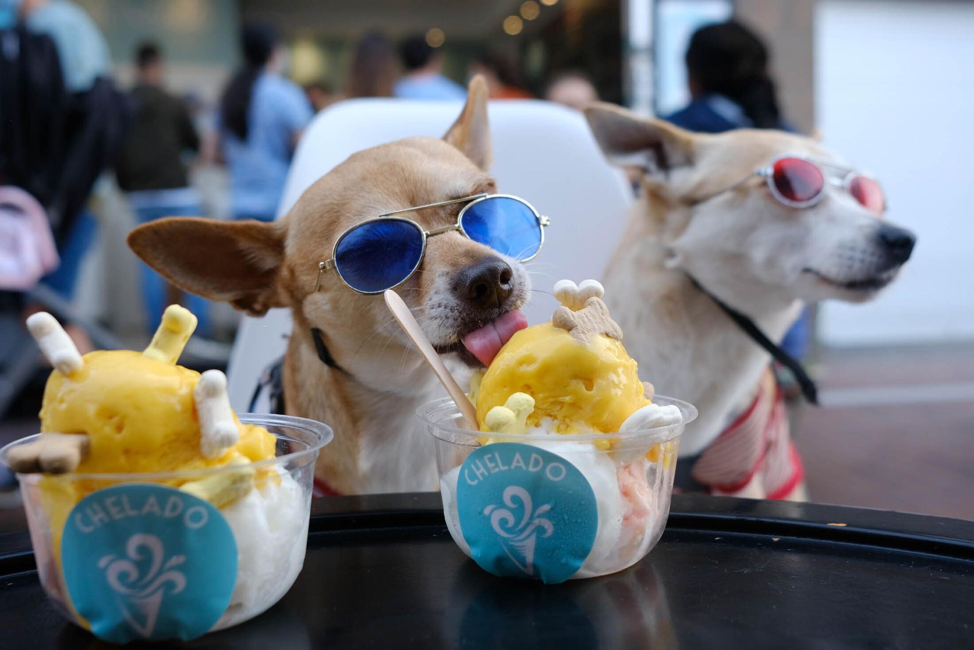 Una heladería de la Cícer vende entre sus productos helados aptos para perros