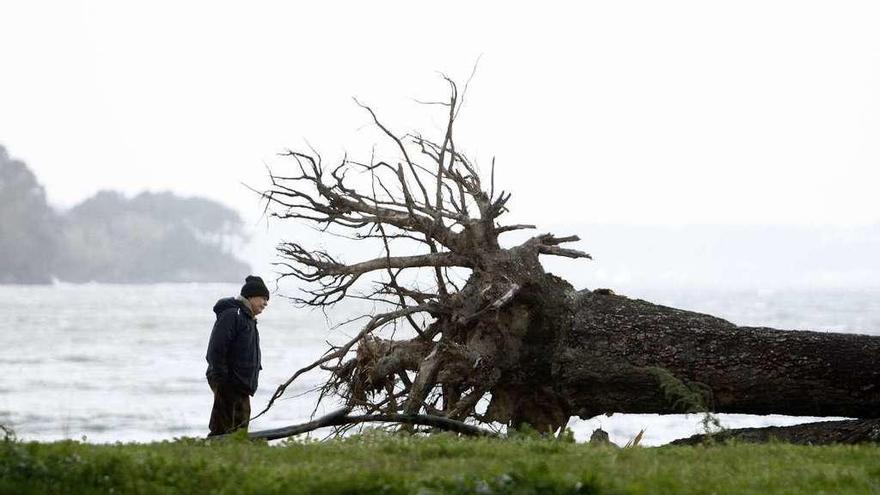 Un hombre observa un árbol que cayó en el pinar de Cabanas.
