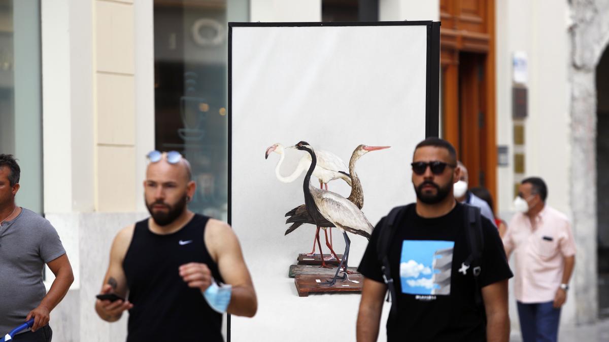 175 aniversario de los institutos Gaona y Martiricos en una exposición en la calle Larios