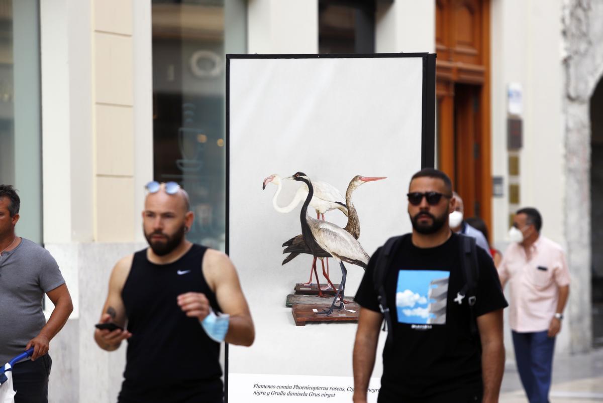 175 aniversario de los institutos Gaona y Martiricos en una exposición en la calle Larios 175 aniversario de los institutos Gaona y Martiricos en una exposición en la calle Larios