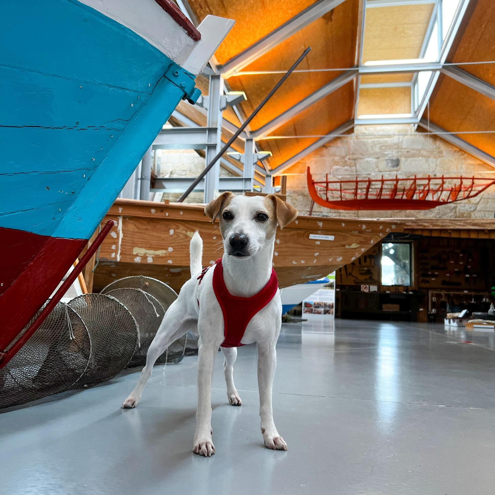 Así disfruta  de las Rías Baixas el perro "influencer" Pipper