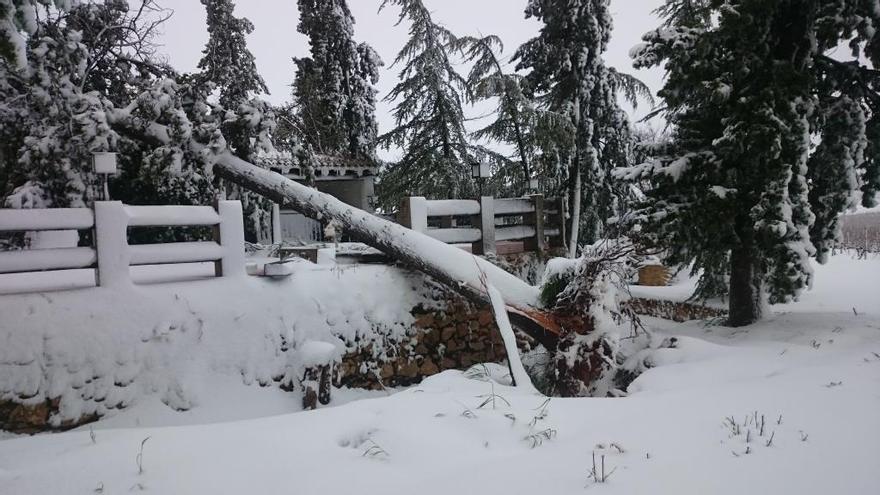 Árbol caído sobre una valla en Fontanars, esta mañana