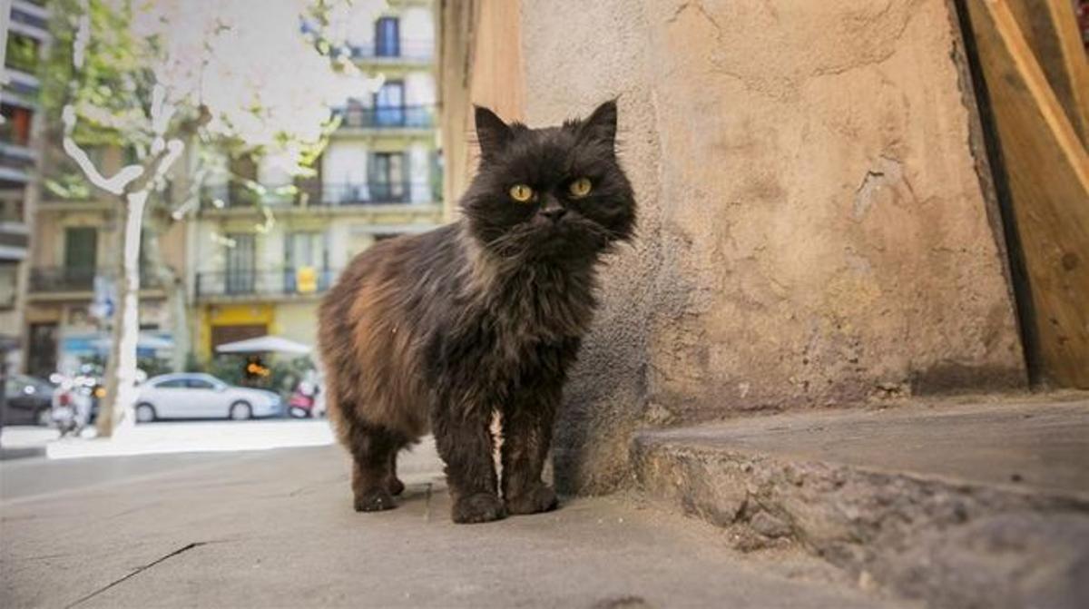 Un gato callejero, en una imagen de archivo 