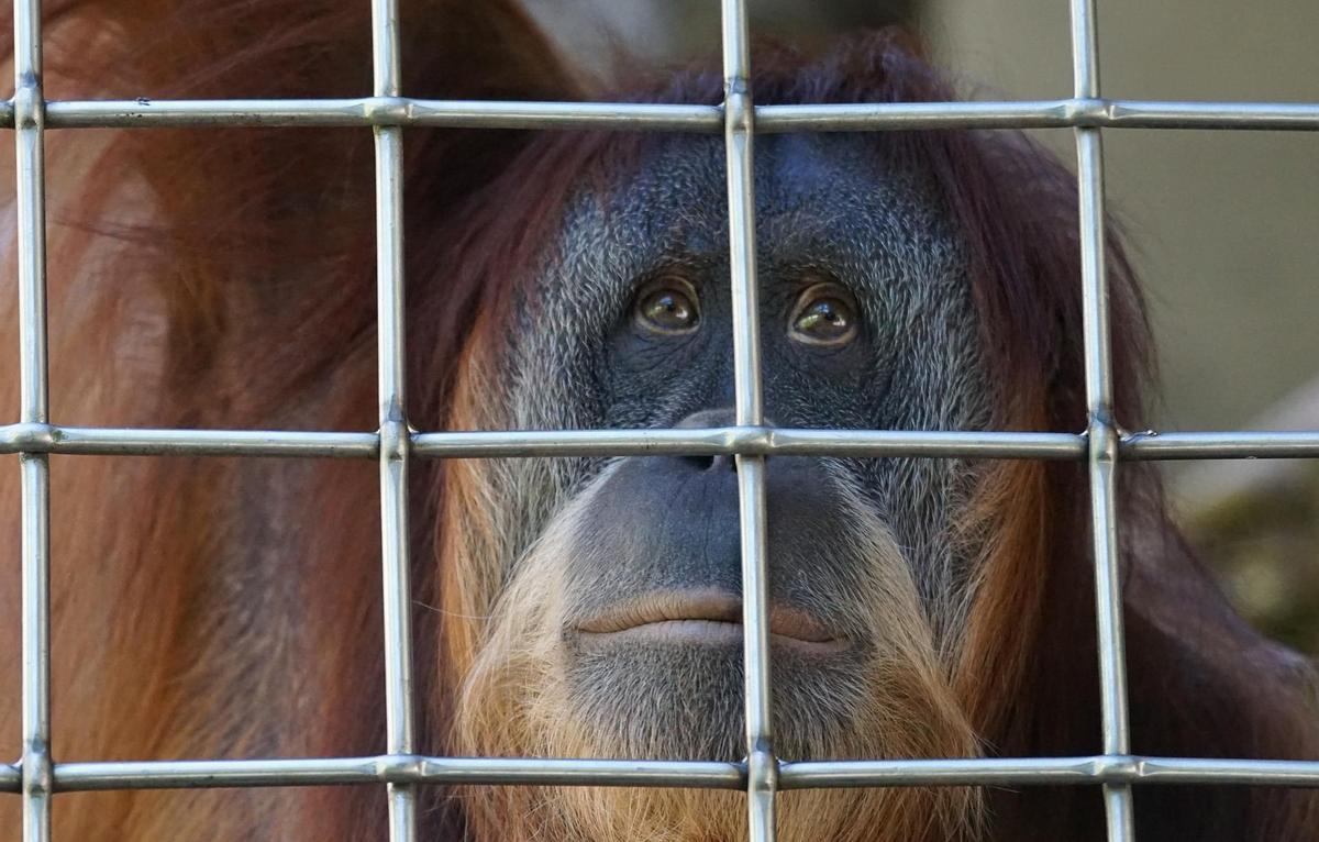 Un orangutan enjaulado.