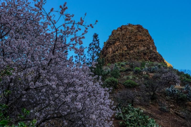 Almendros en flor en Guayadeque