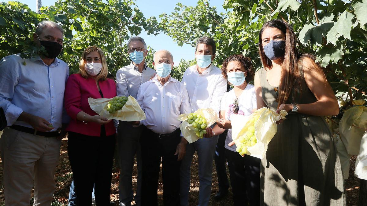 La foto del Corte del Primer Racimo de Uva de Mesa Embolsada del Vinalopó de la DOP.