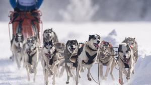 Siebren Moolenaar de los Países Bajos encabeza a sus 14 perros durante la CSI Eurocopa y la carrera de trineos de perros del campeonato holandés en Sankt Ulrich am Pillersee, Austria.