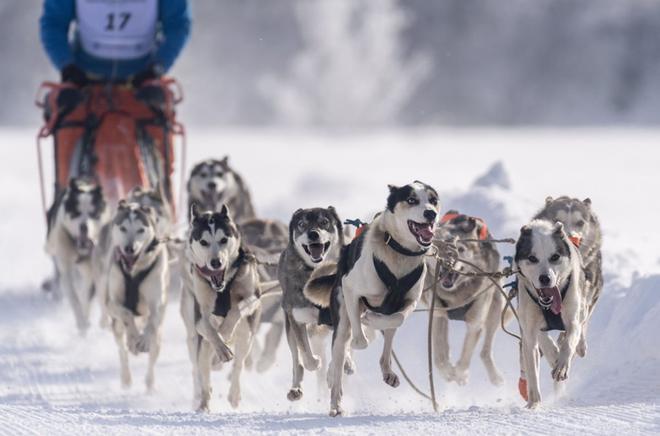 Siebren Moolenaar de los Países Bajos encabeza a sus 14 perros durante la CSI Eurocopa y la carrera de trineos de perros del campeonato holandés en Sankt Ulrich am Pillersee, Austria.