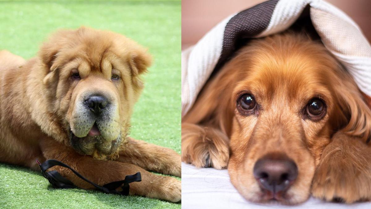 Estos son los perros con olor fuerte por determinados factores.