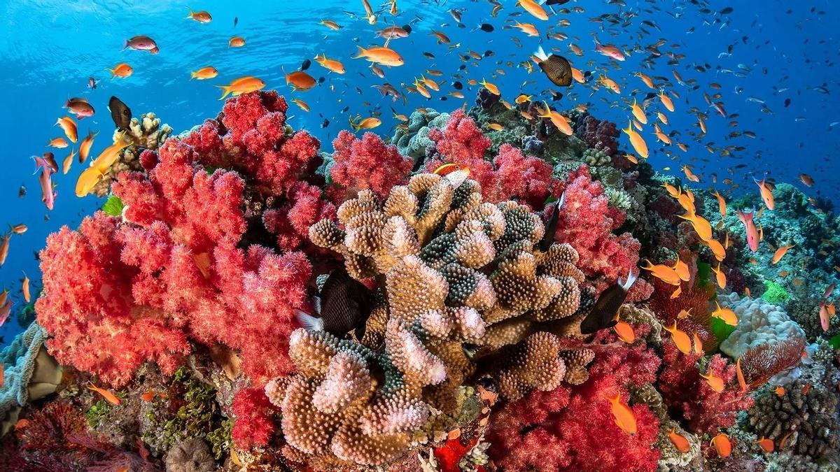 Arrecife de coral en Fiji.