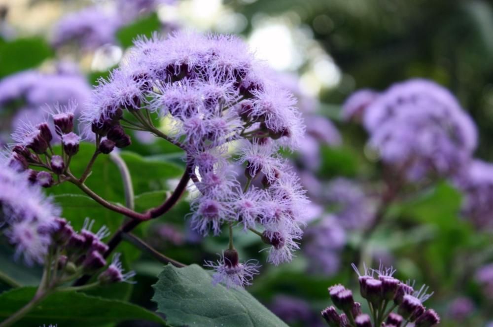 Floración en el Jardín de La Concepción.