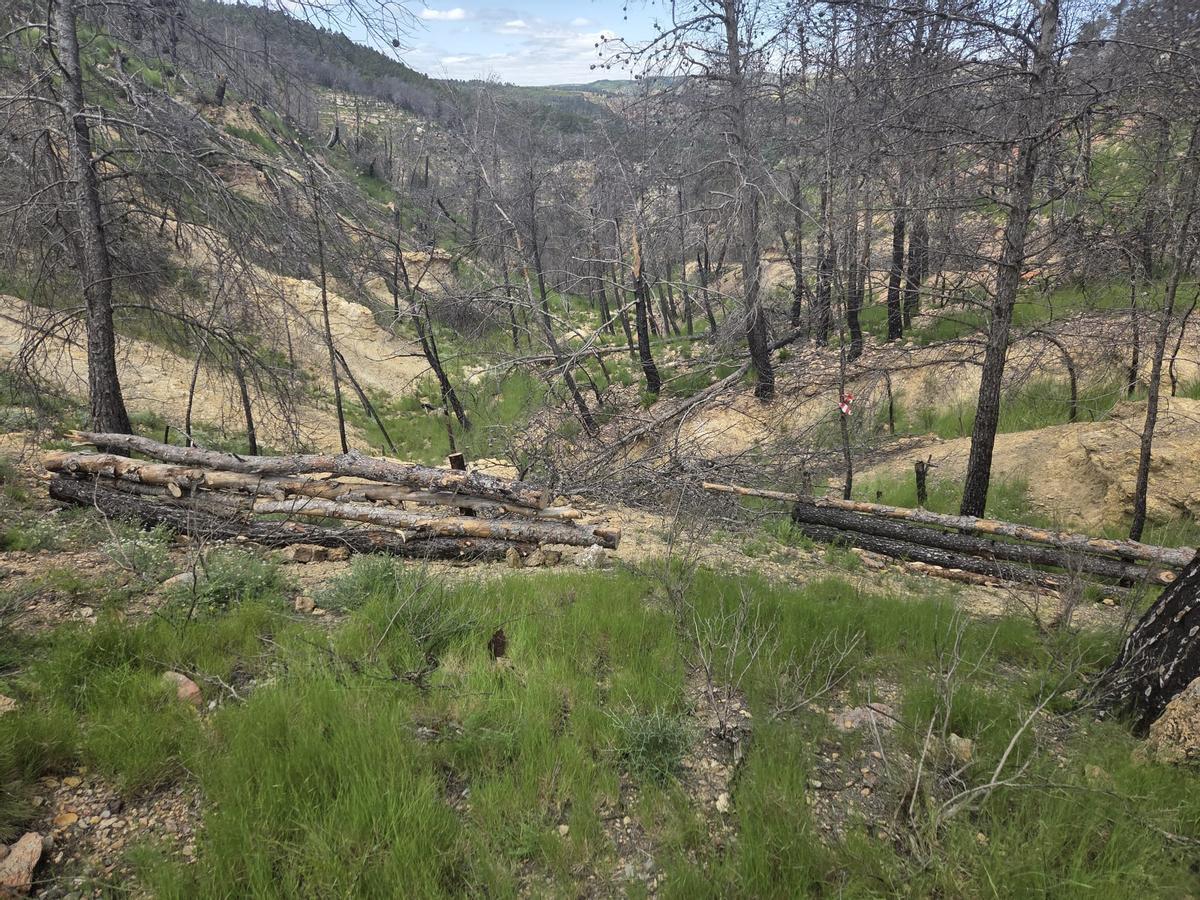 Así renacerá el Alto Mijares tras el gran incendio: más de 8.000 árboles para crear un bosque resistente al fuego Así renacerá el Alto Mijares tras el gran incendio: más de 8.000 árboles para crear un bosque resistente al fuego
