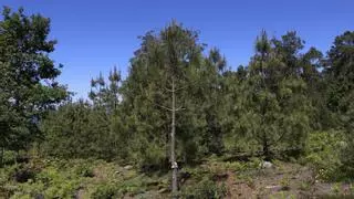 El 'Quinto Pino' está en Galicia: se encuentra en un pequeño núcleo urbano de A Coruña