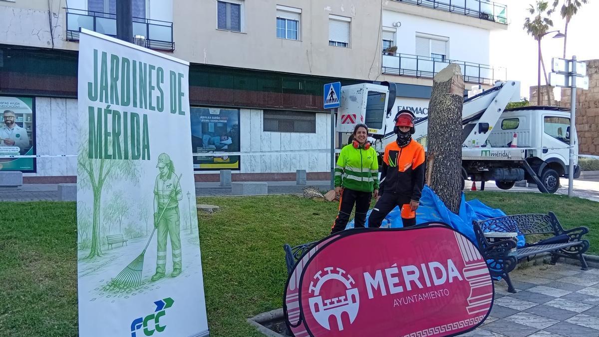 Operarios junto a uno de los ejemplares dañados.