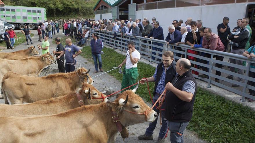Caso homenajeará a Valeriano Remis, que recuperó la vaca asturiana de la montaña, la raza &quot;casina&quot;