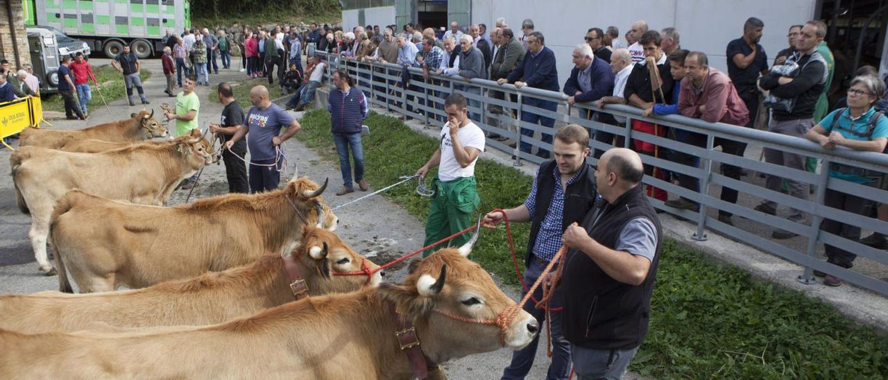Vacas casinas en un concurso ganadero celebrado en Campo de Caso antes de la pandemia. | Fernando Rodríguez