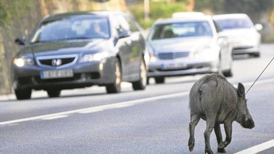 Castellón registra un accidente provocado por jabalís cada 3 días