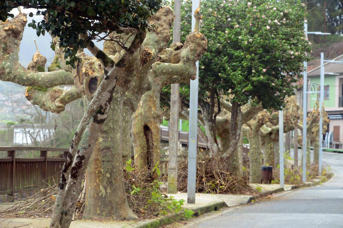 Los árboles del paseo de Beluso tras la poda realizada por el concello.