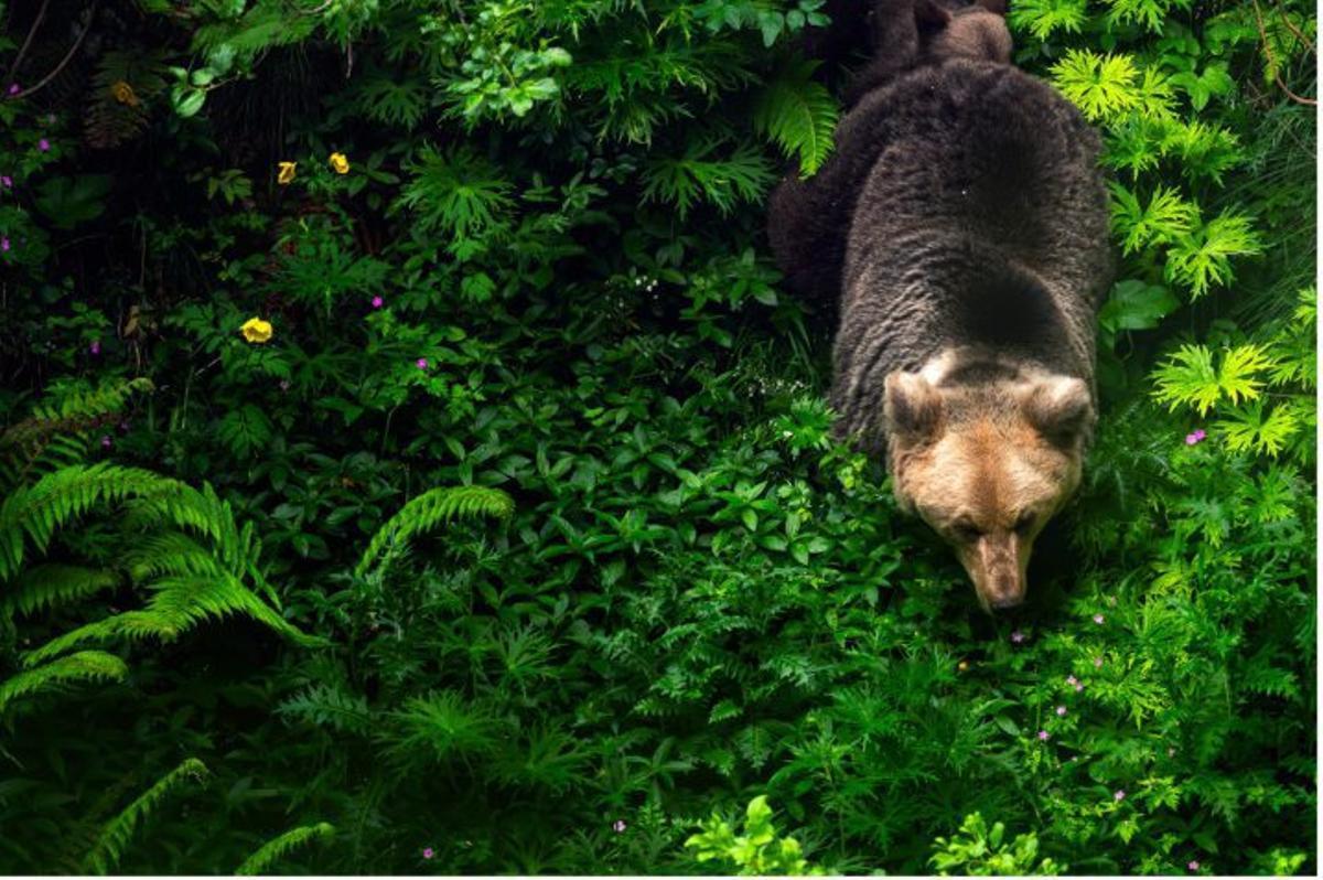 Somiedo, el concejo que retrata a los osos