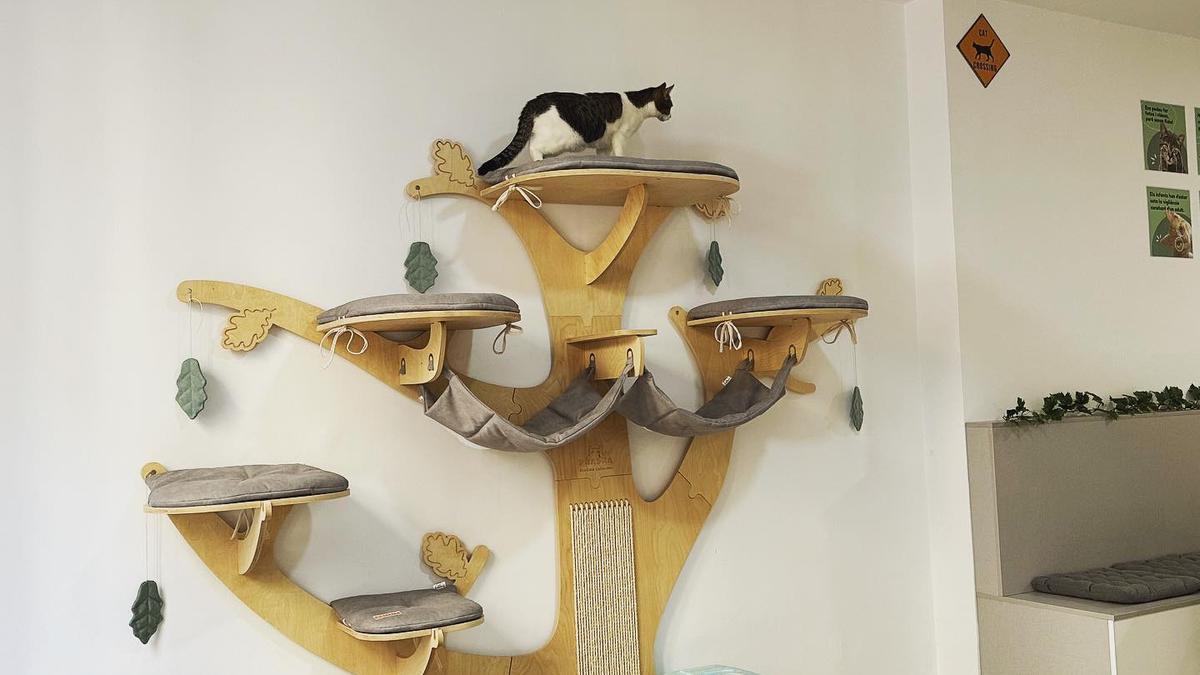 El Ninus CatCafè acull gats de la protectora d&#039;animals de Manresa
