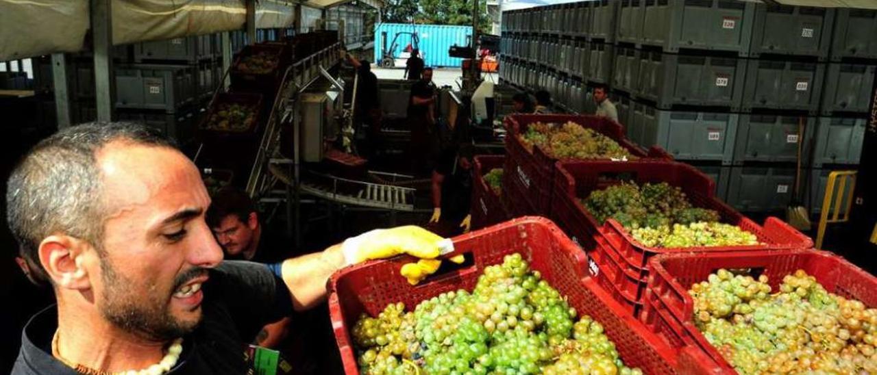 Trabajos de la vendimia en una finca de la Denominación de Origen Rías Baixas. // Iñaki Abella