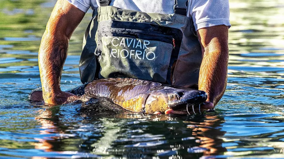 Caviar ecológico de Granada: claridad en las fangosas aguas del negocio millonario