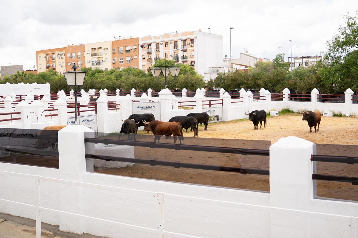 Los primeros toros llegan a la Venta de Antequera