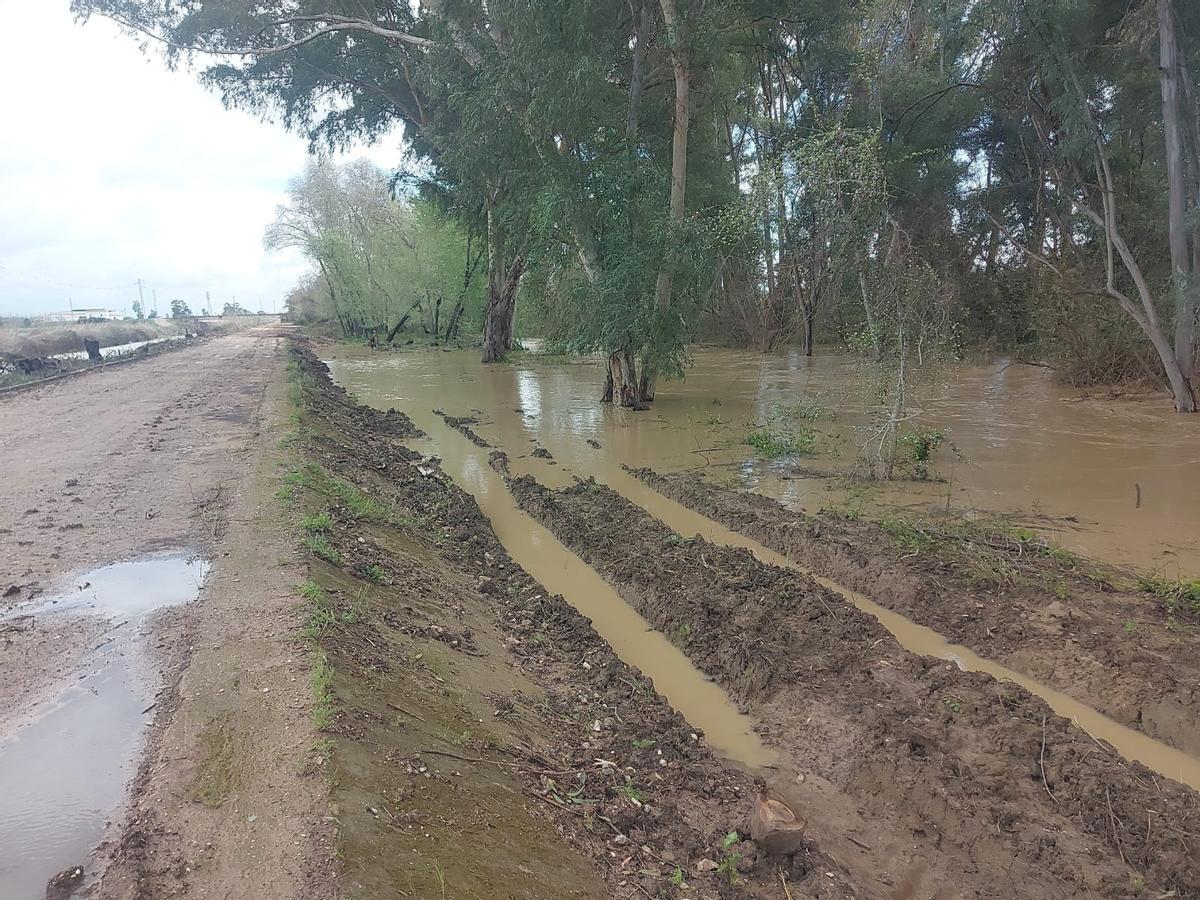 Terreno inundado por la crecida del Guadalquivir en Palma del Río.