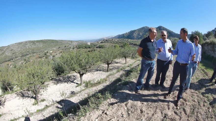 La Diputación exige al Consell que contenga la Xylella sin &quot;devastar los campos de almendros&quot;