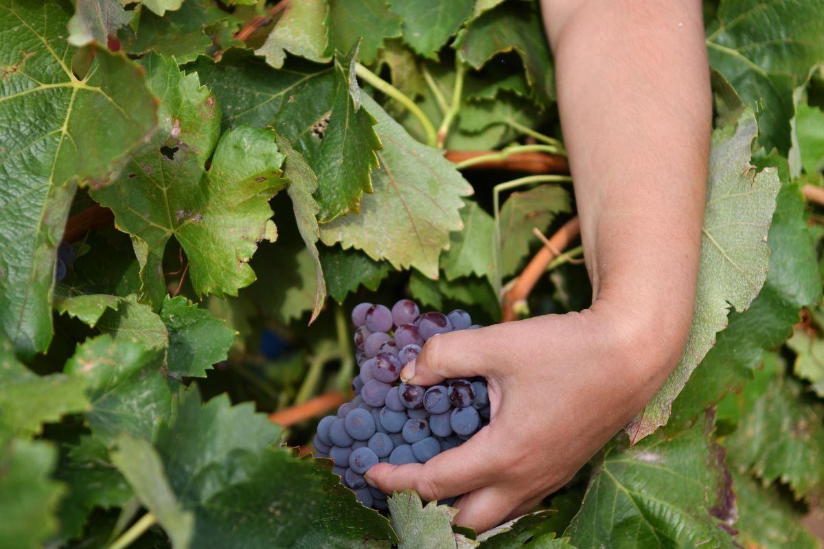 Així és el segell que acredita l'origen artesà dels vins de la Denominació d'Origen Catalunya